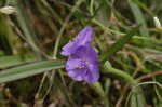 Hairy spiderwort